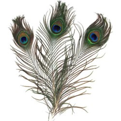 Set 3 plumas pavo real