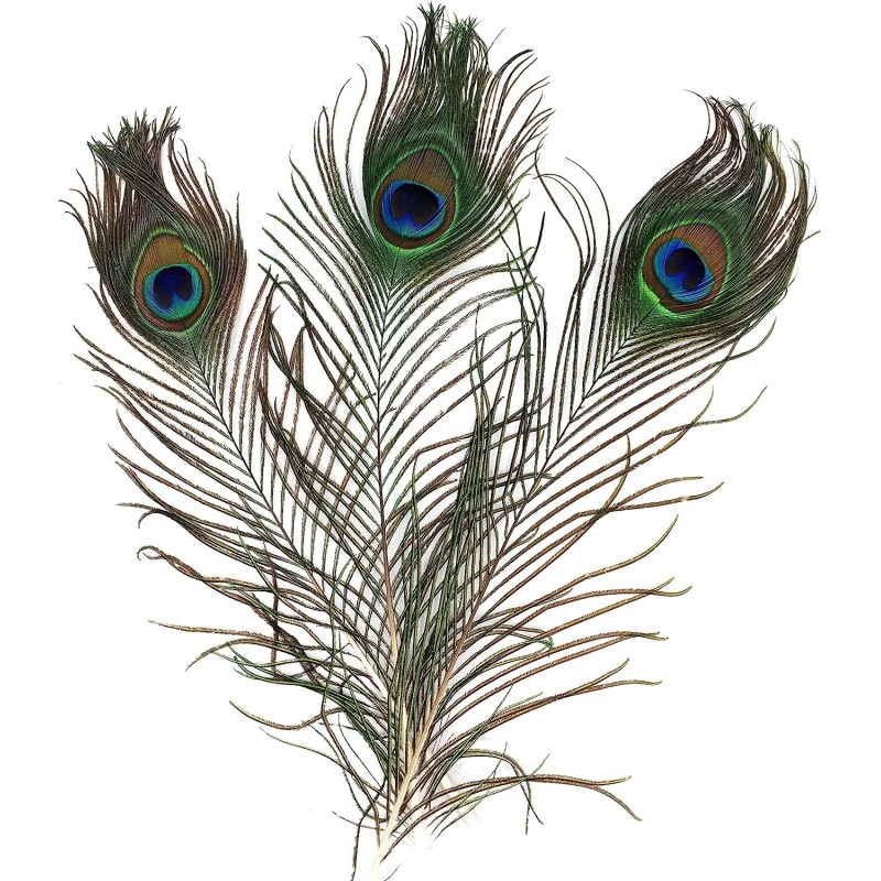 Set 3 plumas pavo real