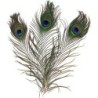 Set 3 plumas pavo real