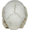 Calavera De Resina De 6 Cm